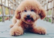 泰迪狗做絕育手術多少錢（大概）